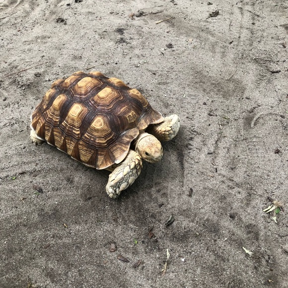 Meet your Posher, Aj - Picture 1 of 1